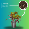 Croton 'Mammy' Live Indoor Plant (Codiaeum Variegatum) | Unique Twisted Colourful Leaves | 8-10 Inch | 5 Inch Pot | Surekha Agro Products