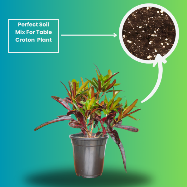 Croton 'Mammy' Live Indoor Plant (Codiaeum Variegatum) | Unique Twisted Colourful Leaves | 8-10 Inch | 5 Inch Pot | Surekha Agro Products