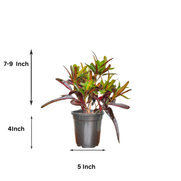 Croton 'Mammy' Live Indoor Plant (Codiaeum Variegatum) | Unique Twisted Colourful Leaves | 8-10 Inch | 5 Inch Pot | Surekha Agro Products