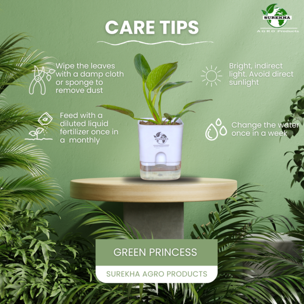 Philodendron Green Princess Healthy Live Plant With Self Watering Pot