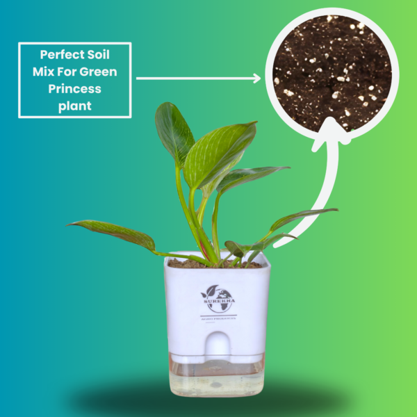 Philodendron Green Princess Healthy Live Plant With Self Watering Pot