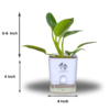 Philodendron Green Princess Healthy Live Plant With Self Watering Pot