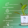 Philodendron Green Princess Healthy Live Plant With Self Watering Pot