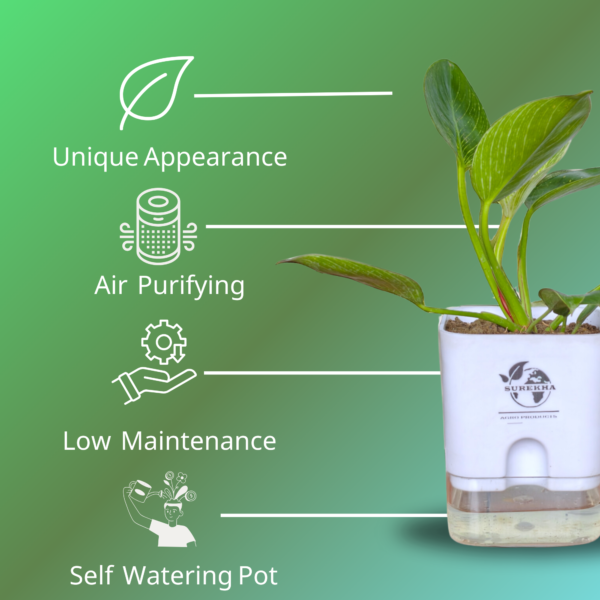 Philodendron Green Princess Healthy Live Plant With Self Watering Pot