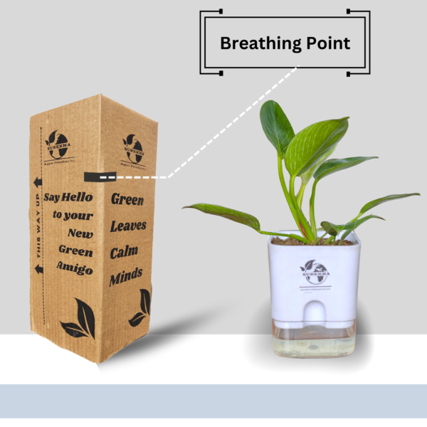 Philodendron Green Princess Healthy Live Plant With Self Watering Pot