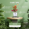 Surekha Agro Products Croton Petra (Codiaeum variegatum) - 8-10 inch height with 5 inch Self-Watering Pot | Colorful Indoor Plant for Vibrant Decor