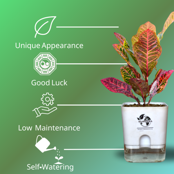 Surekha Agro Products Croton Petra (Codiaeum variegatum) - 8-10 inch height with 5 inch Self-Watering Pot | Colorful Indoor Plant for Vibrant Decor