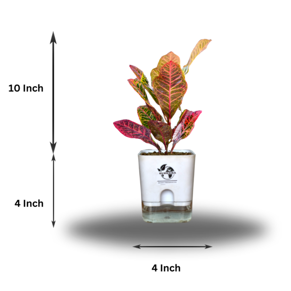 Surekha Agro Products Croton Petra (Codiaeum variegatum) - 8-10 inch height with 5 inch Self-Watering Pot | Colorful Indoor Plant for Vibrant Decor