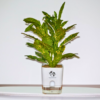 Croton Plant 'Golden Dust' in 4-Inch Self-Watering Pot – Indoor Plant