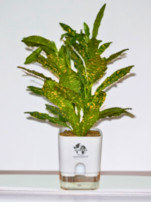 Croton Plant 'Golden Dust' in 4-Inch Self-Watering Pot – Indoor Plant