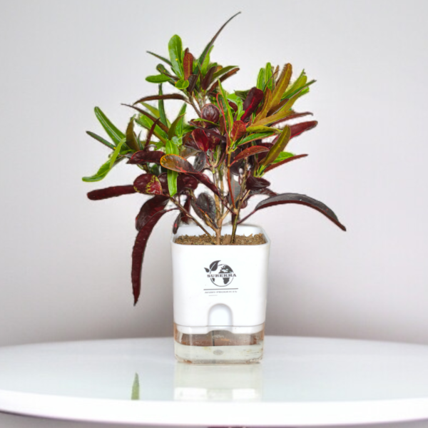 Croton Plant 'Mammy' in 4-Inch Self-Watering Pot – Indoor Plant