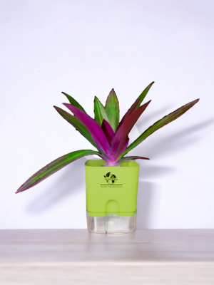 Rhoeo neon plant with vibrant green and purple rhoeo leaves in a 4-inch self-watering pot from Surekha Agro Products – ideal indoor plant.