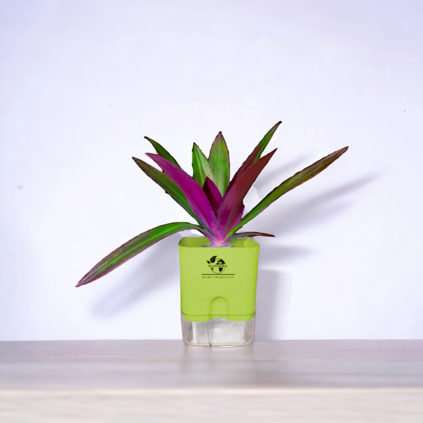 Rhoeo neon plant with vibrant green and purple rhoeo leaves in a 4-inch self-watering pot from Surekha Agro Products – ideal indoor plant.