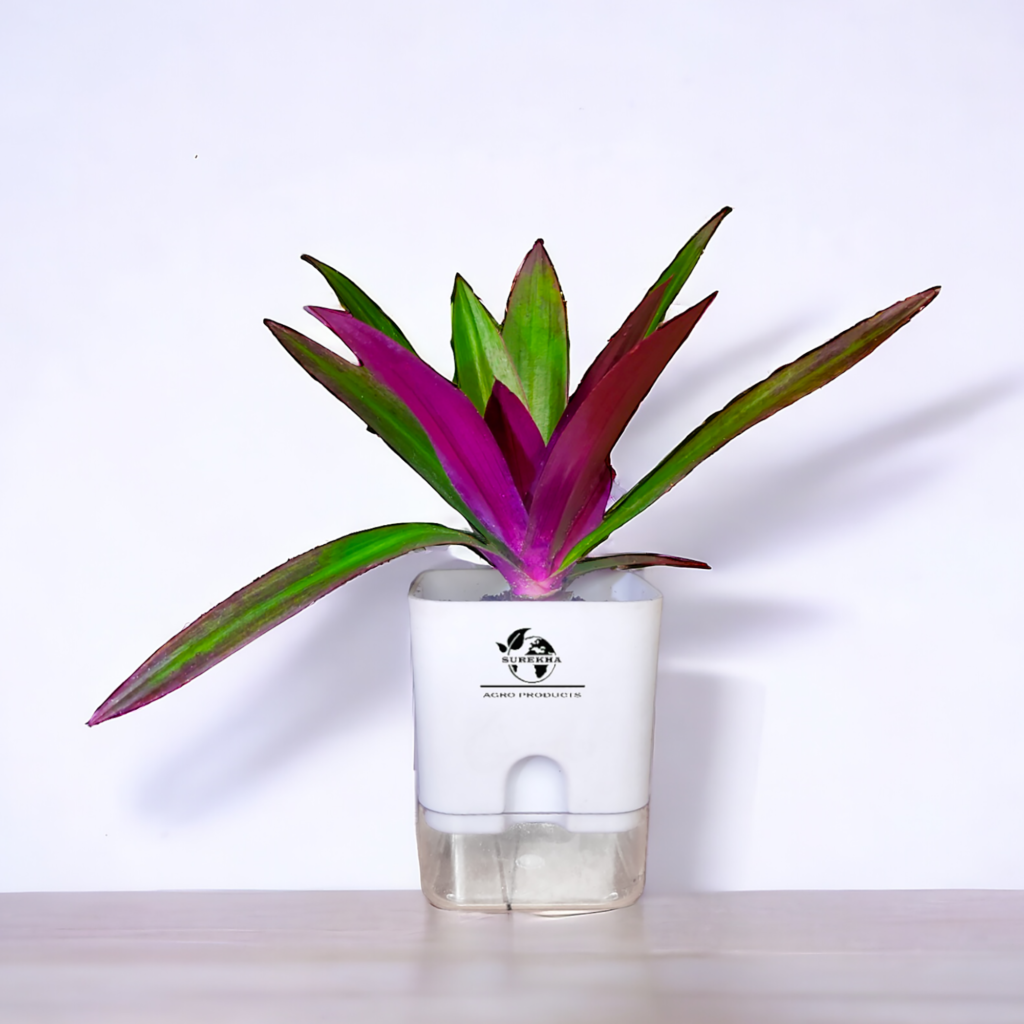 Rhoeo plant with vibrant green and purple rhoeo leaves in a 4-inch self-watering pot from Surekha Agro Products – ideal indoor plant.