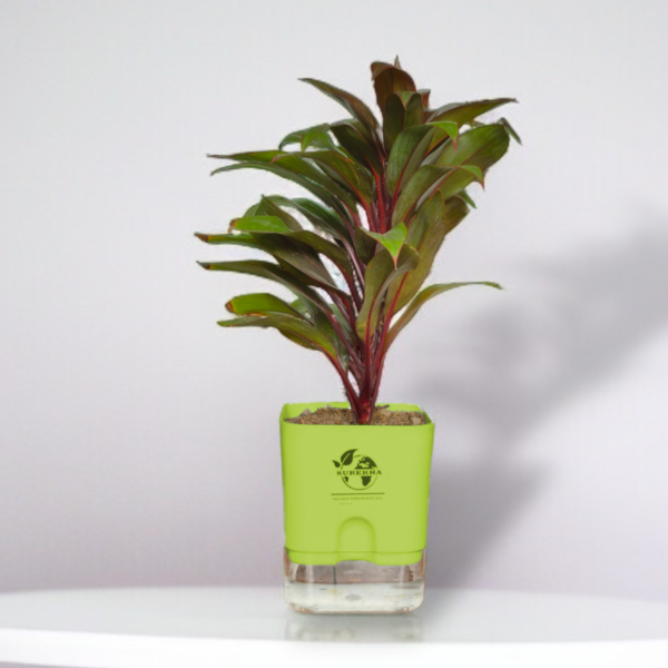 Surekha Agro Products Colorful Ti Plant (Cordyline fruticosa) - 8-10 inch height, 4 Inch Self-Watering, Easy Care
