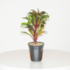 Cordyline Fruticosa (Ti Plant / Good Luck Plant) Live Indoor Plant | 8-10 Inch | 5" Pot | Surekha Agro Products