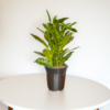 Croton 'Golden Dust' Live Indoor Plant (Codiaeum Variegatum) | Yellow Speckled Foliage | 8-10 Inch | 5 Inch Pot | Surekha Agro Products