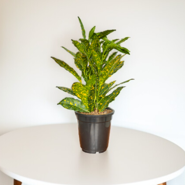 Croton 'Golden Dust' Live Indoor Plant (Codiaeum Variegatum) | Yellow Speckled Foliage | 8-10 Inch | 5 Inch Pot | Surekha Agro Products