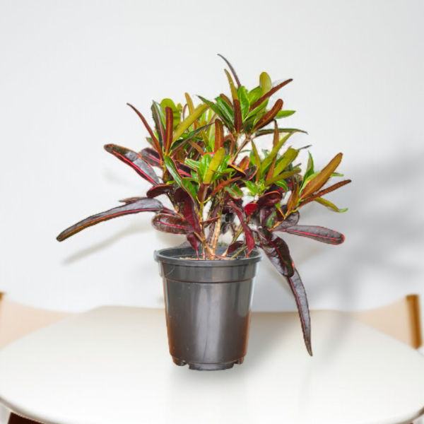 Croton Mammy