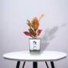 A vibrant Croton Plant with colorful, variegated leaves in a self-watering white pot, perfect for brightening up indoor spaces.
