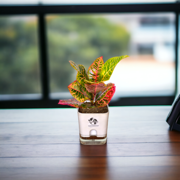 Surekha Agro Products Croton Petra (Codiaeum variegatum) - 8-10 inch height with 5 inch Self-Watering Pot | Colorful Indoor Plant for Vibrant Decor