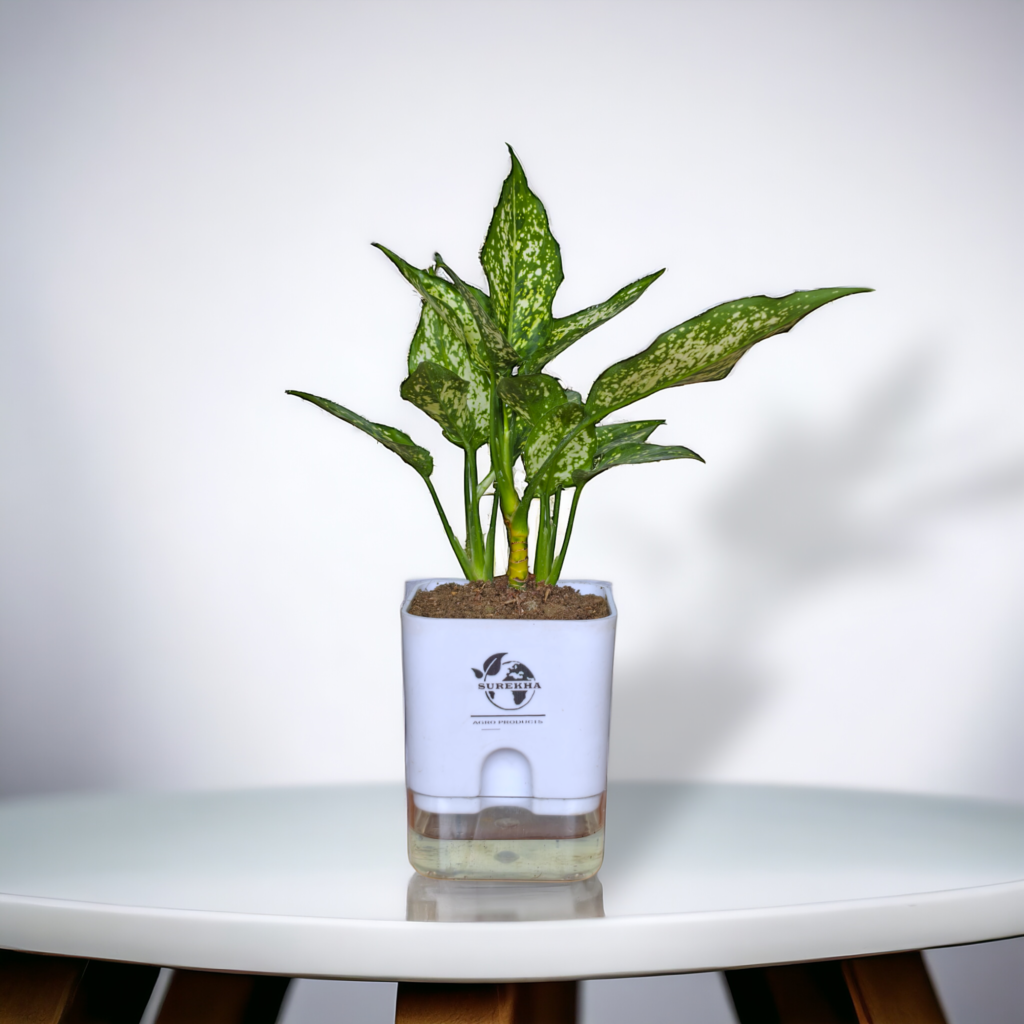 Aglaonema plant in self-watering pot, a colorful big indoor plant for home decor and low light living room spaces.