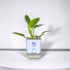 Philodendron Green Princess Healthy Live Plant With Self Watering Pot