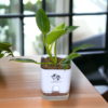 Philodendron Green Princess Healthy Live Plant With Self Watering Pot