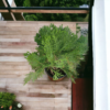 Arborvitae (Thuja / Mayurpankhi) Live Outdoor Starter Plant | 8-10 Inch for Garden/Hedge | 5 Inch Pot | Surekha Agro Products