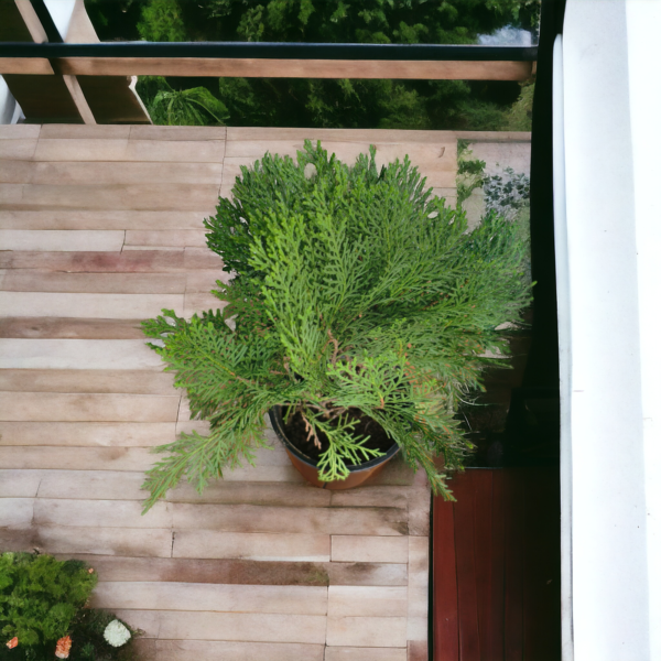 Arborvitae (Thuja / Mayurpankhi) Live Outdoor Starter Plant | 8-10 Inch for Garden/Hedge | 5 Inch Pot | Surekha Agro Products