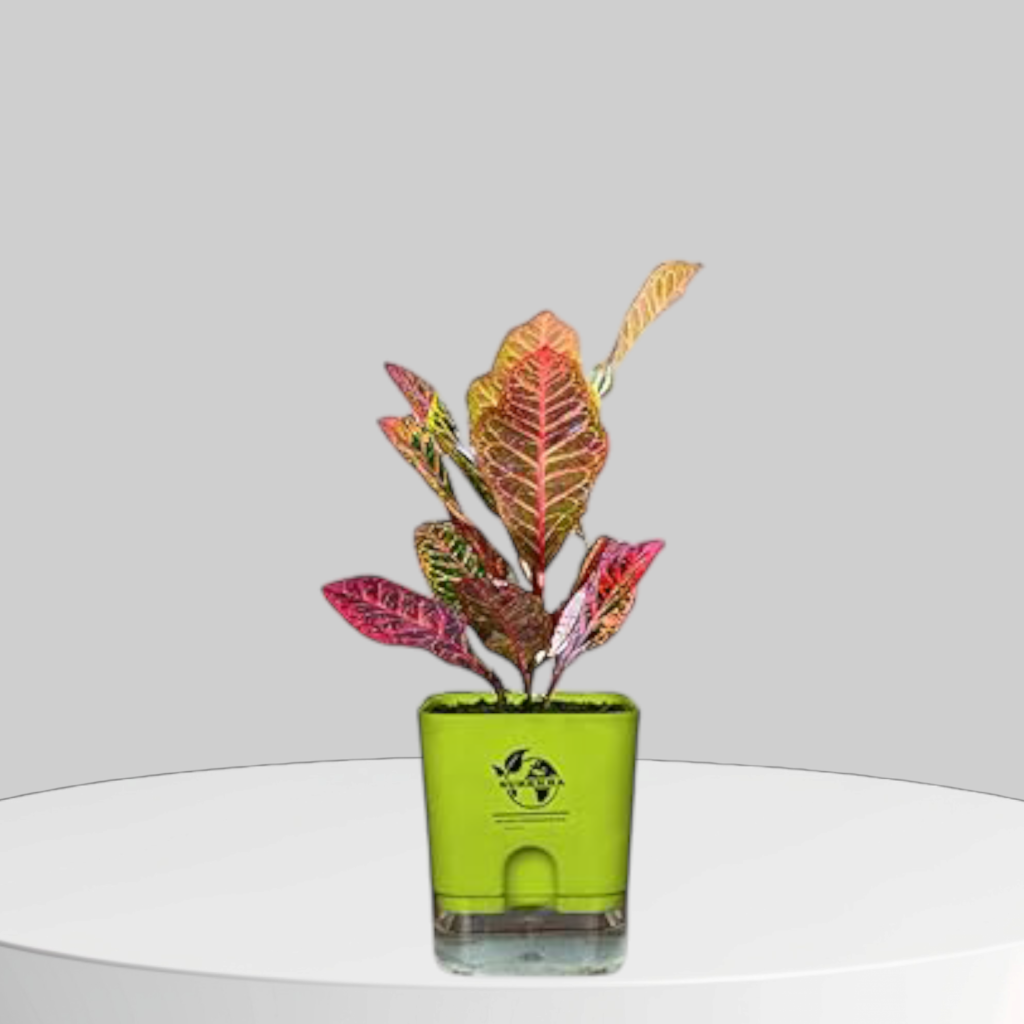 Colorful croton plant in self-watering pot, a bold big indoor plant for home and living room with vibrant foliage.