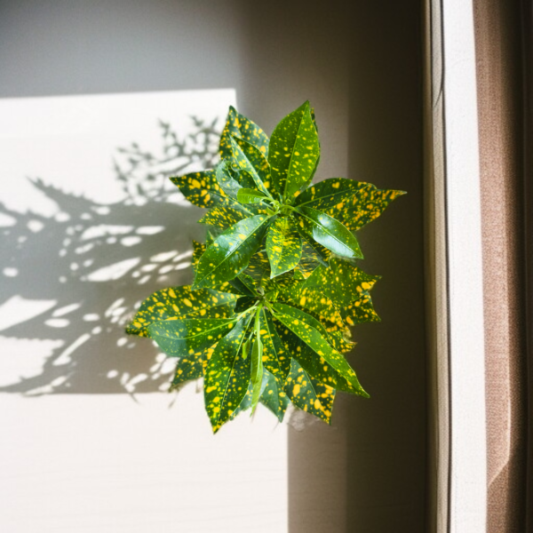 Stunning Croton plant 'Golden Dust' Live Indoor Plant (Codiaeum) | with 4 Inch Self-Watering Pot | 8-10 Inch | Yellow Speckled Foliage | Surekha Agro Products