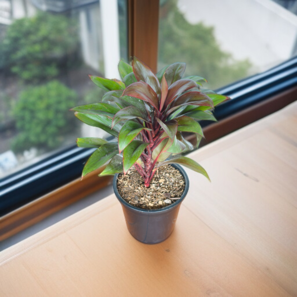 Cordyline Fruticosa (Ti Plant / Good Luck Plant) Live Indoor Plant | 8-10 Inch | 5" Pot | Surekha Agro Products