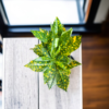 Croton 'Golden Dust' Live Indoor Plant (Codiaeum Variegatum) | Yellow Speckled Foliage | 8-10 Inch | 5 Inch Pot | Surekha Agro Products