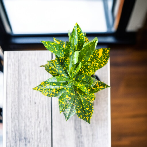 Croton 'Golden Dust' Live Indoor Plant (Codiaeum Variegatum) | Yellow Speckled Foliage | 8-10 Inch | 5 Inch Pot | Surekha Agro Products