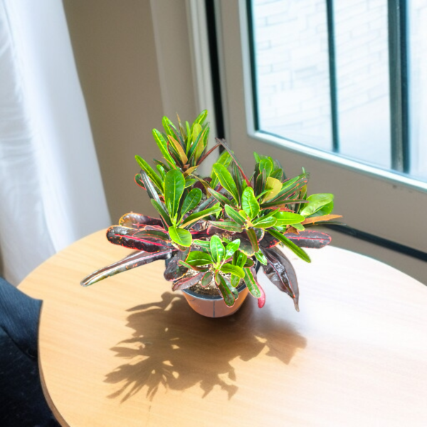 Croton 'Mammy' Live Indoor Plant (Codiaeum Variegatum) | Unique Twisted Colourful Leaves | 8-10 Inch | 5 Inch Pot | Surekha Agro Products