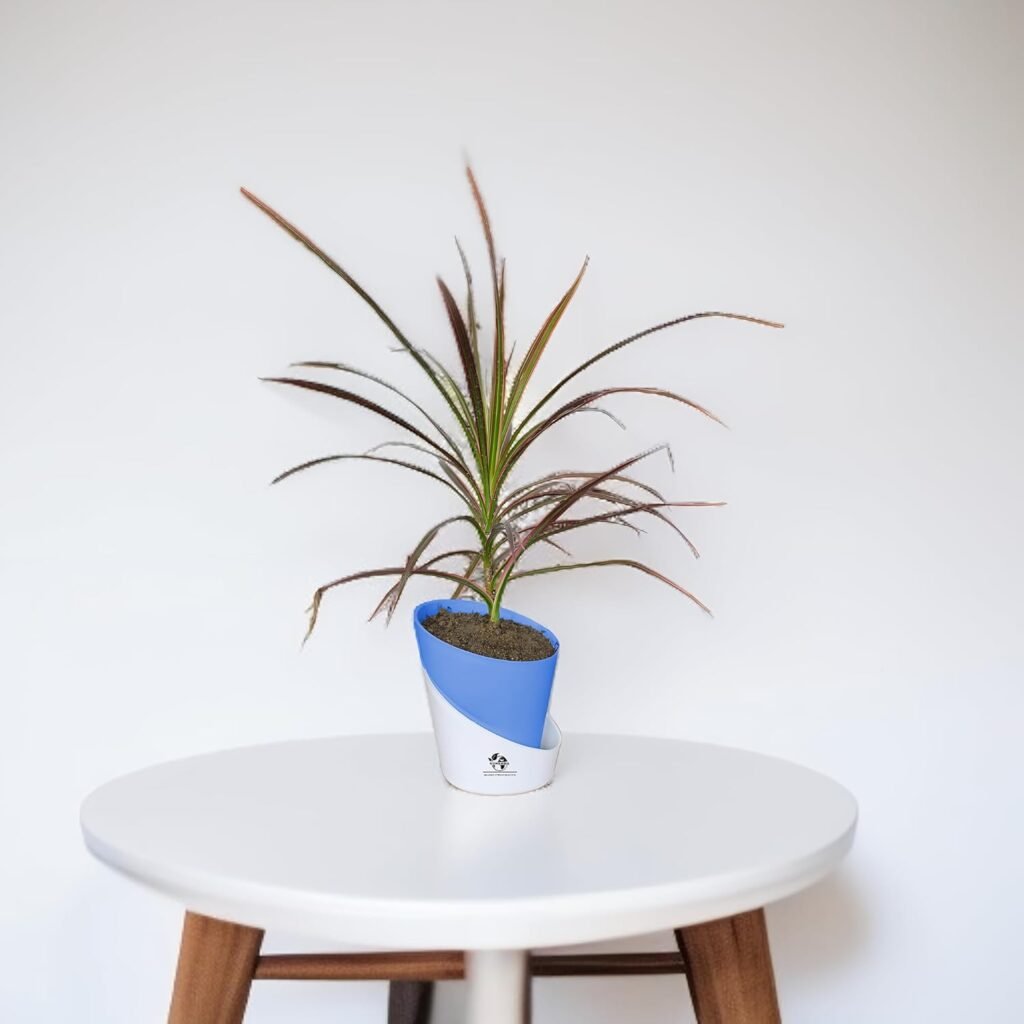 Dracaena Marginata plant with red-edged leaves growing in a modern self-watering pot, surrounded by indoor succulent plants and home cactus plants.