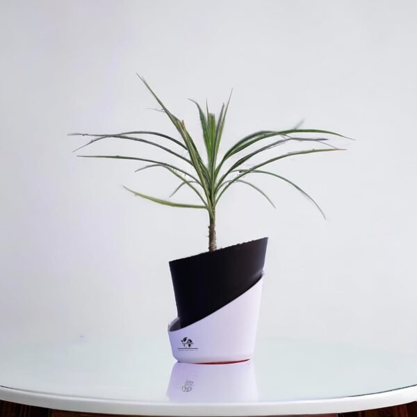 Surekha Green Dracaena Marginata Live Plant