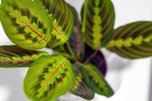 Close-up of a rare indoor plant with vibrant green leaves patterned with red veins.
