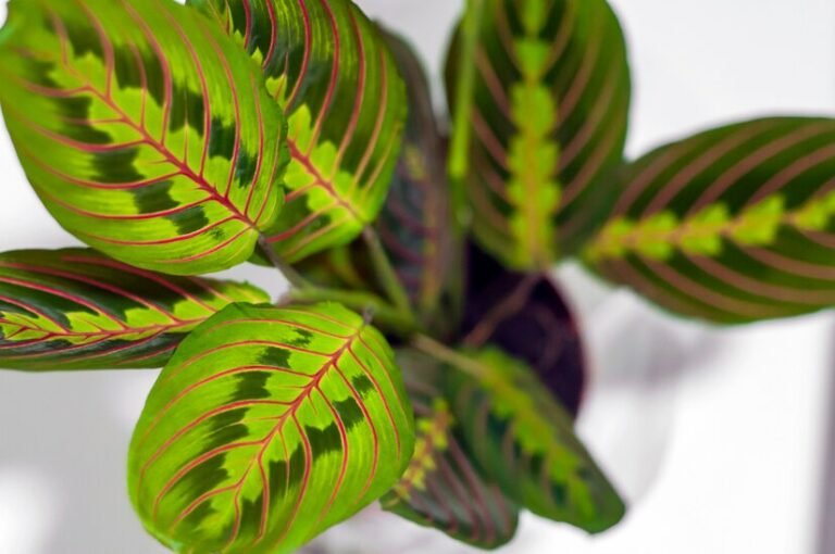Close-up of a rare indoor plant with vibrant green leaves patterned with red veins.
