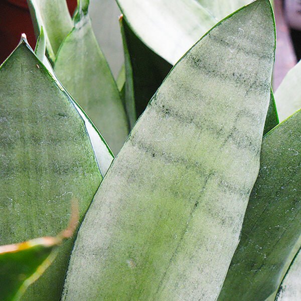 Surekha Agro Products Silver Snake Plant (Sansevieria Trifasciata) - 8-10" with 4" Self-Watering Pot | Air-Purifying Indoor Plant for Modern Decor & Easy Care