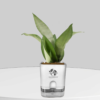 Silver Snake Plant (Sansevieria Trifasciata) in a 4-inch green self-watering pot from Surekha Agro Products – stylish indoor air purifier.
