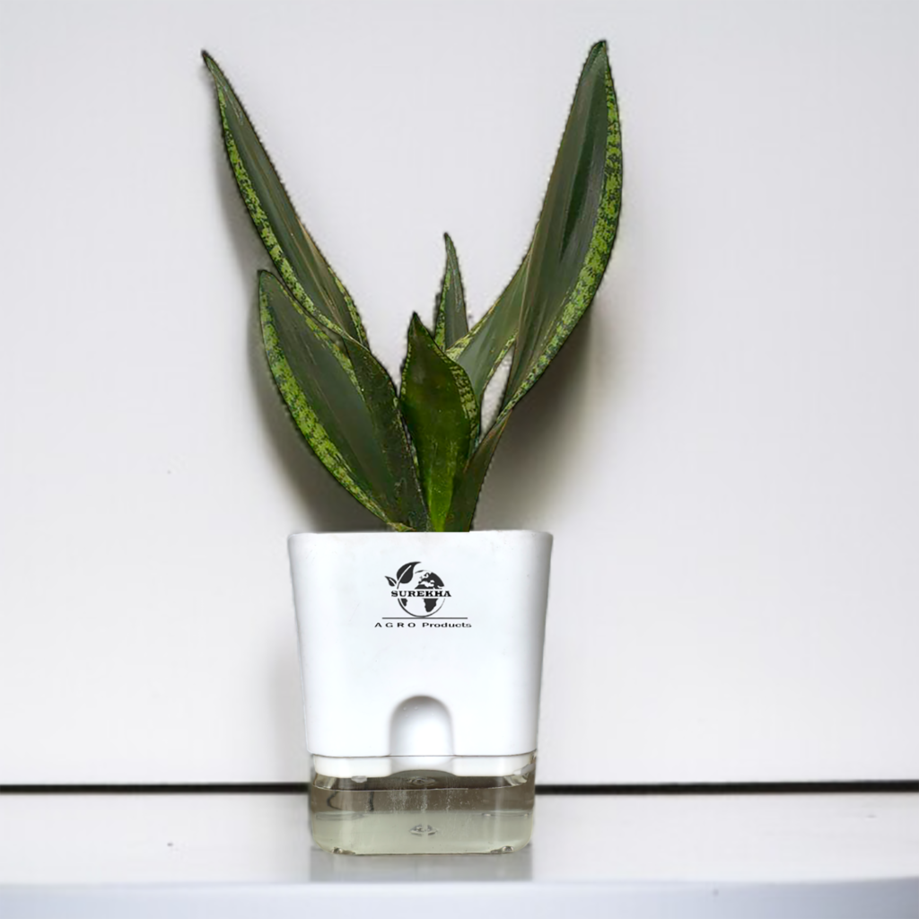 Sansevieria Whitney snake plant in a 4-inch lime green self-watering pot by Surekha Agro Products