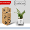 Surekha Agro Products Silver Snake Plant (Sansevieria Trifasciata) - 8-10" with 4" Self-Watering Pot | Air-Purifying Indoor Plant for Modern Decor & Easy Care