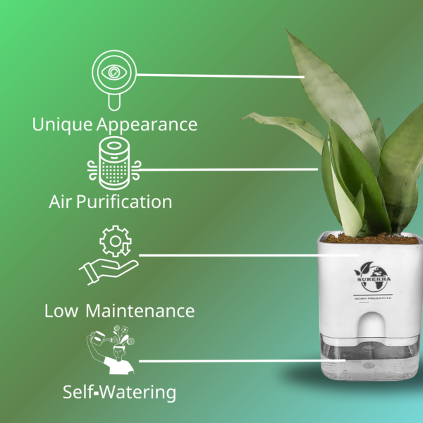 Surekha Agro Products Silver Snake Plant (Sansevieria Trifasciata) - 8-10" with 4" Self-Watering Pot | Air-Purifying Indoor Plant for Modern Decor & Easy Care