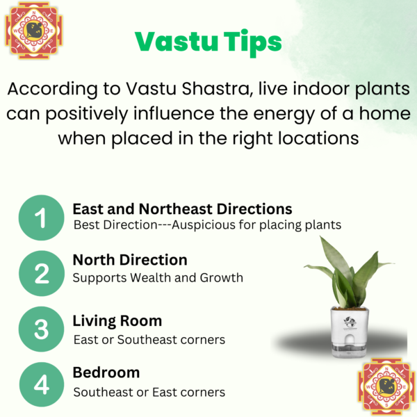 Surekha Agro Products Silver Snake Plant (Sansevieria Trifasciata) - 8-10" with 4" Self-Watering Pot | Air-Purifying Indoor Plant for Modern Decor & Easy Care