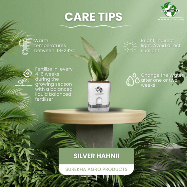 Surekha Agro Products Silver Snake Plant (Sansevieria Trifasciata) - 8-10" with 4" Self-Watering Pot | Air-Purifying Indoor Plant for Modern Decor & Easy Care