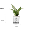 Surekha Agro Products Silver Snake Plant (Sansevieria Trifasciata) - 8-10" with 4" Self-Watering Pot | Air-Purifying Indoor Plant for Modern Decor & Easy Care