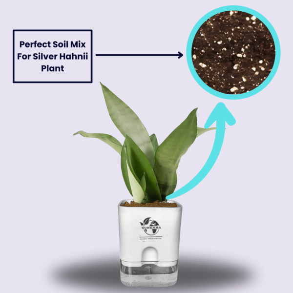 Surekha Agro Products Silver Snake Plant (Sansevieria Trifasciata) - 8-10" with 4" Self-Watering Pot | Air-Purifying Indoor Plant for Modern Decor & Easy Care