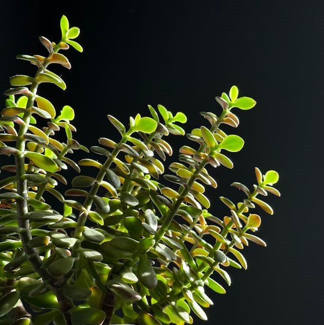Close-up of a healthy jade plant showcasing its vibrant green leaves, symbolizing jade plant benefits like air purification and stress reduction